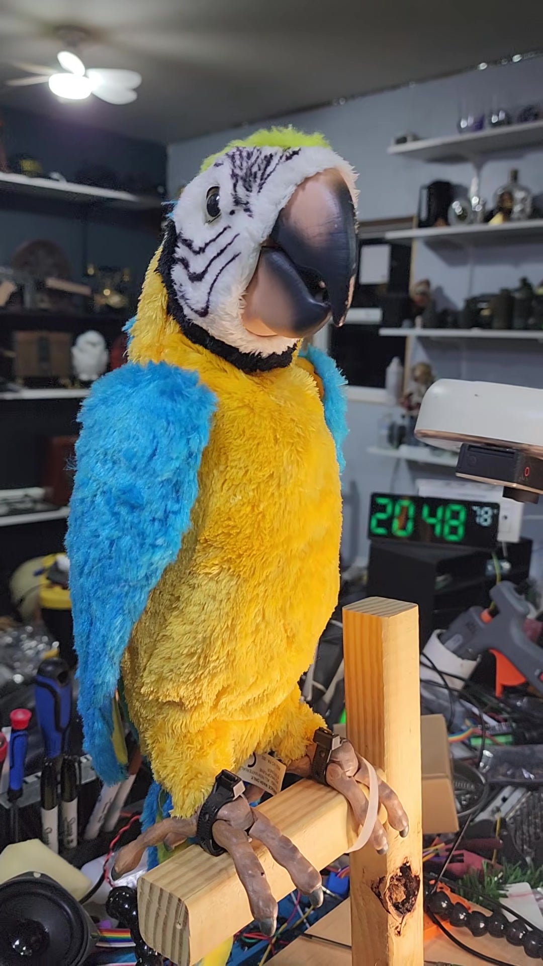 Percy, The Mad Builder’s blue and yellow animatronic parrot